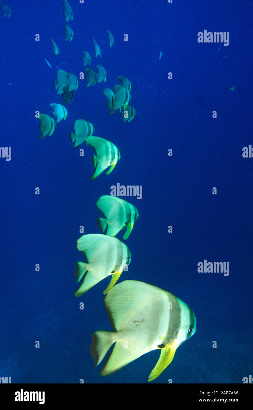 Longfin batfish (Platax teira), coral reef inhabitants; juveniles are ...