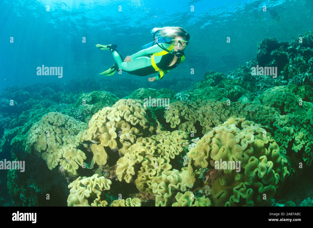 Mushroom leather corals (Sarcophyton sp.), and scuba diver. Papua New ...