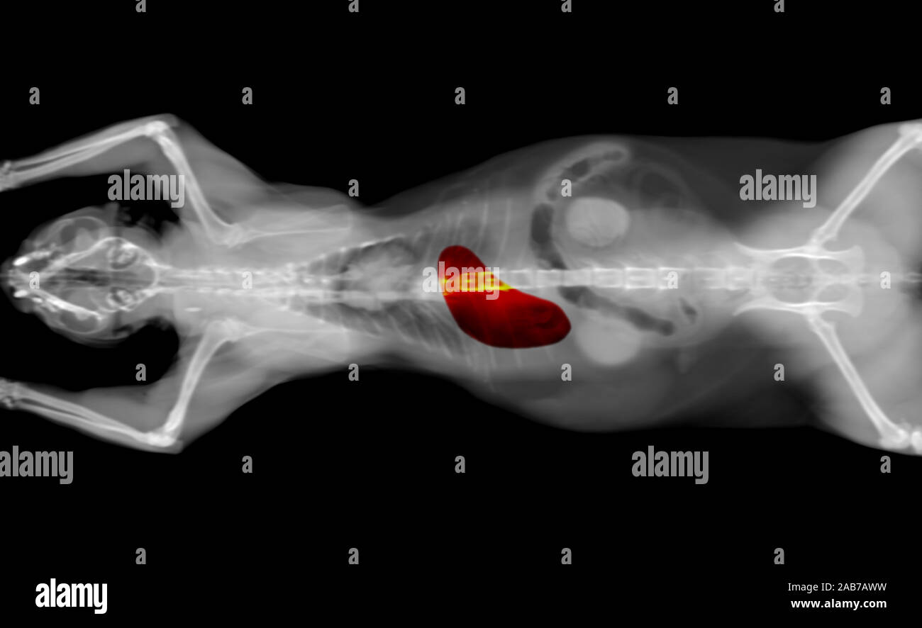 black and white CT scan of a cat pet on a black background. Oncology veterinary diagnostic x-ray test. stomach highlighted in red. Stock Photo