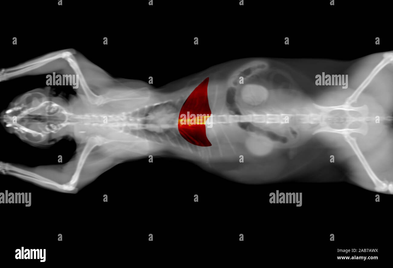 black and white CT scan of a cat pet on a black background. Oncology veterinary diagnostic x-ray test. liver highlighted in red. Stock Photo