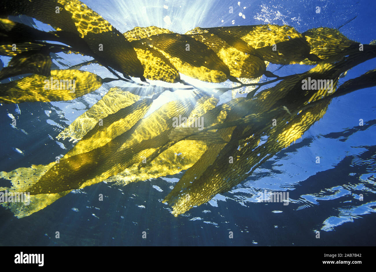 Giant kelp (Macrocystis pyrifera), frond extending from the holdfast ...