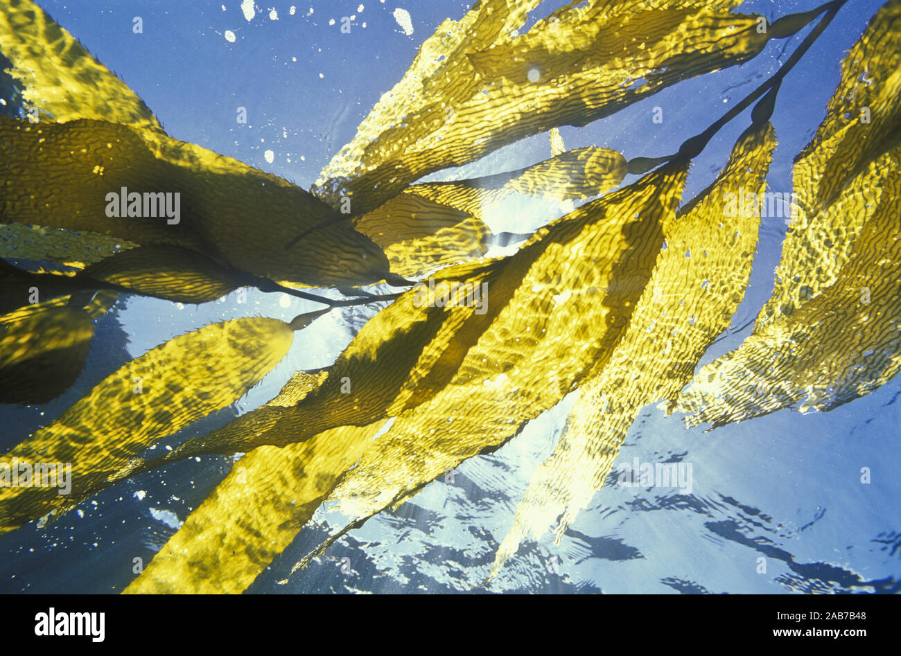 Giant kelp (Macrocystis pyrifera), frond extending from the holdfast
