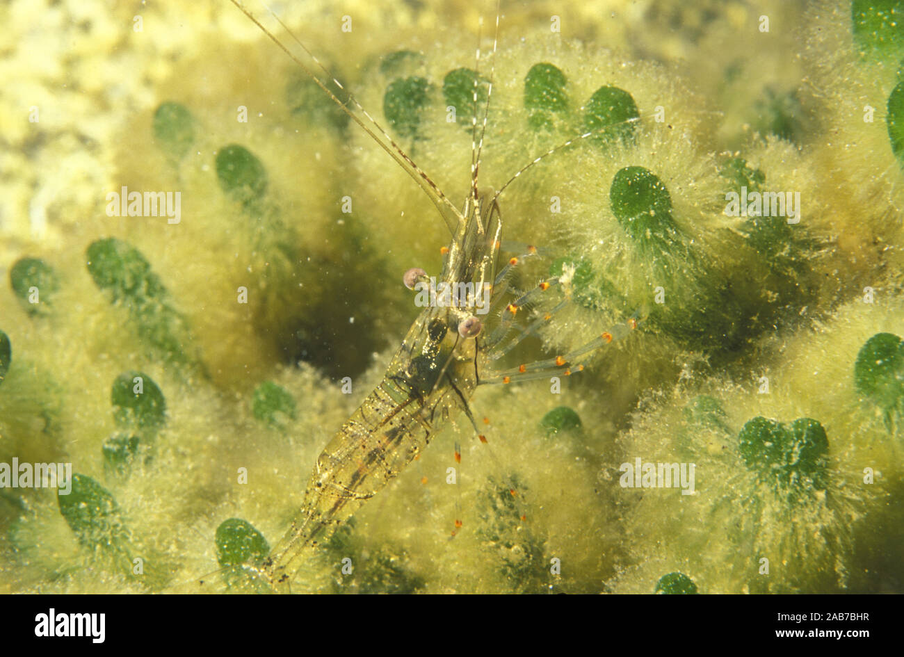 Palaemoniid shrimp (Macrobrachium sp.), favours seagrass and kelp habitats, here seen on green algae (Codium harveyi). East coast, Tasmania, Australia Stock Photo