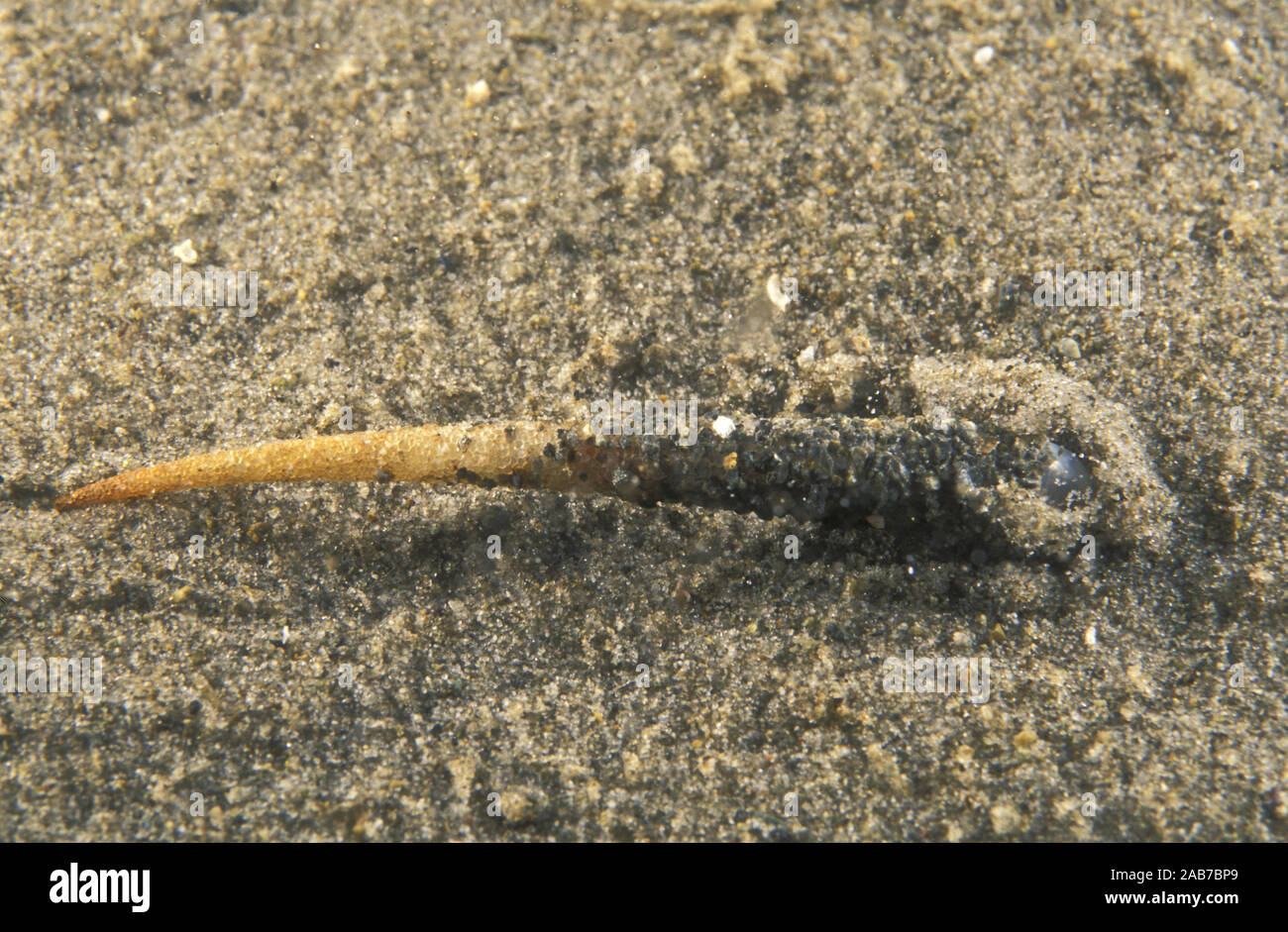 Tubeworm (Pectinaria sp.), polychaete worm that builds a rigid tube by cementing sand grains together, and carries it about as it moves over and throu Stock Photo