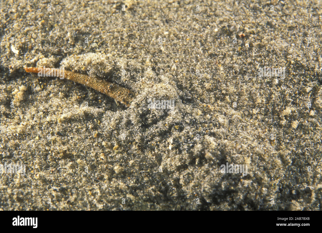 Tubeworm (Pectinaria sp.), polychaete worm that builds a rigid tube by cementing sand grains together, and carries it about as it moves over and throu Stock Photo