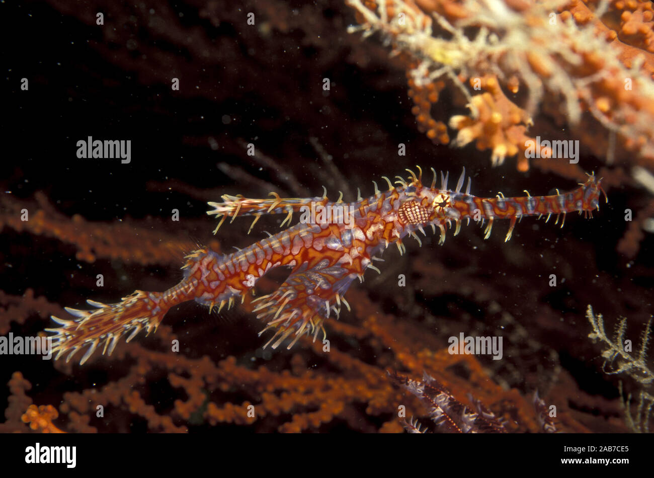 Ornate or Harlequin ghost pipefish (Solenostomus paradoxus), a species with excellent camouflage, living adjacent to Featherstars and soft corals. Pap Stock Photo