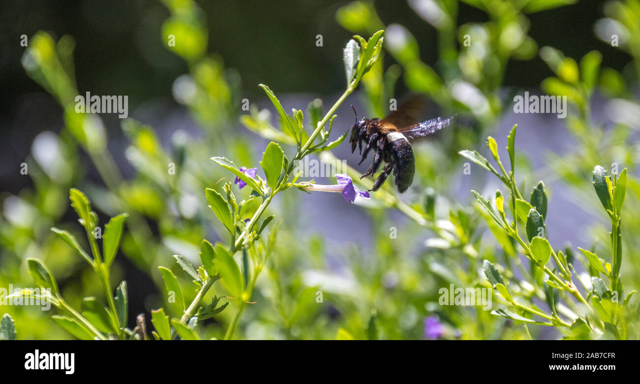 A carpenter bee in flight hovers above a small purple flower in a garden image in horizontal format Stock Photo