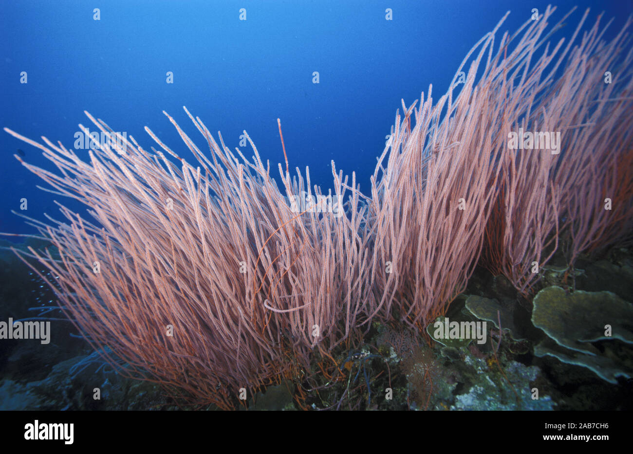 Red Whip Coral Ellisella Sp Filter Feeder That Extends Polyps