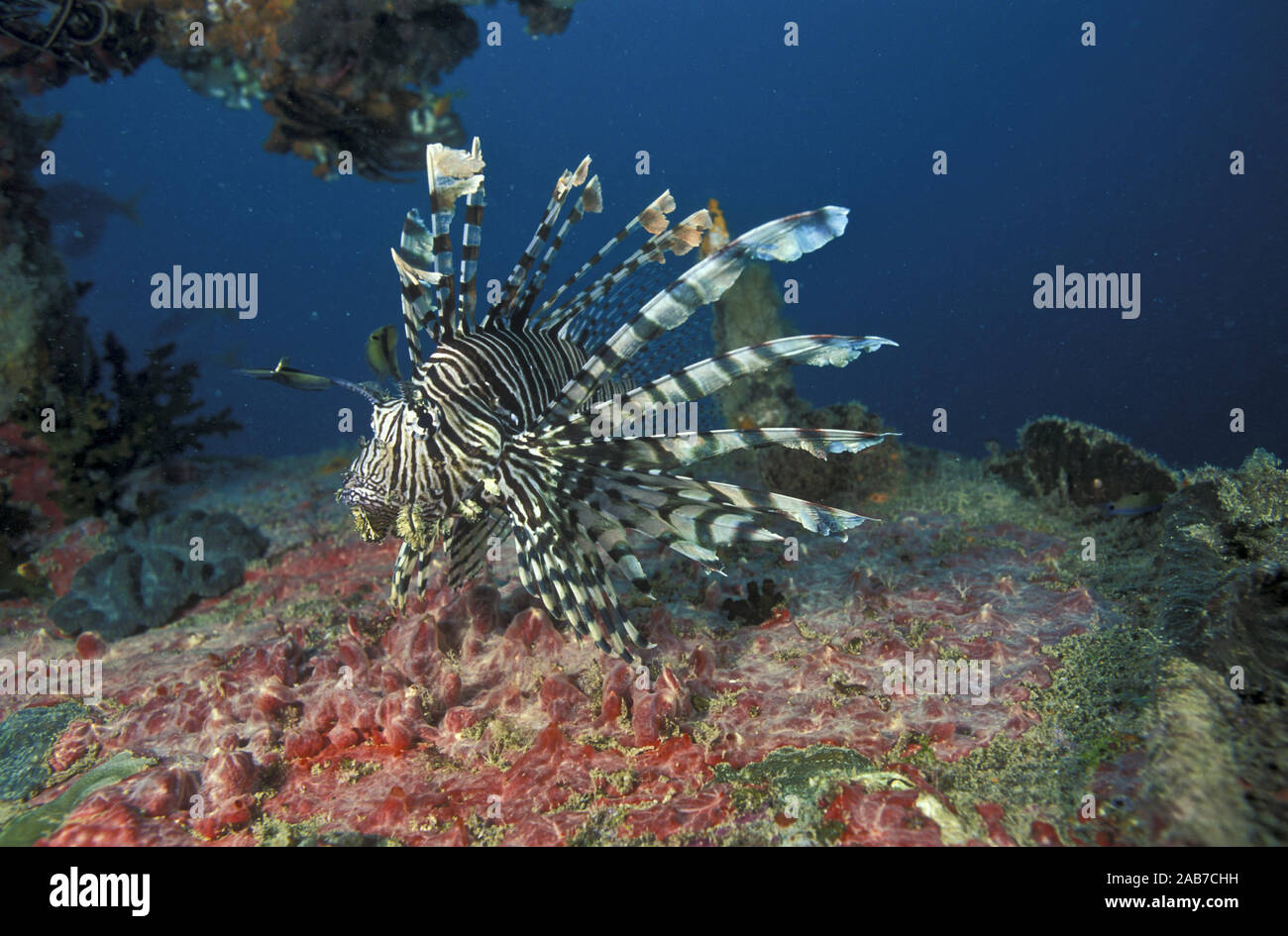 Red lionfish (Pterois volitans), poor swimmers; protect themselves with venomous dorsal fins.. Port Moresby, Papua New Guinea Stock Photo