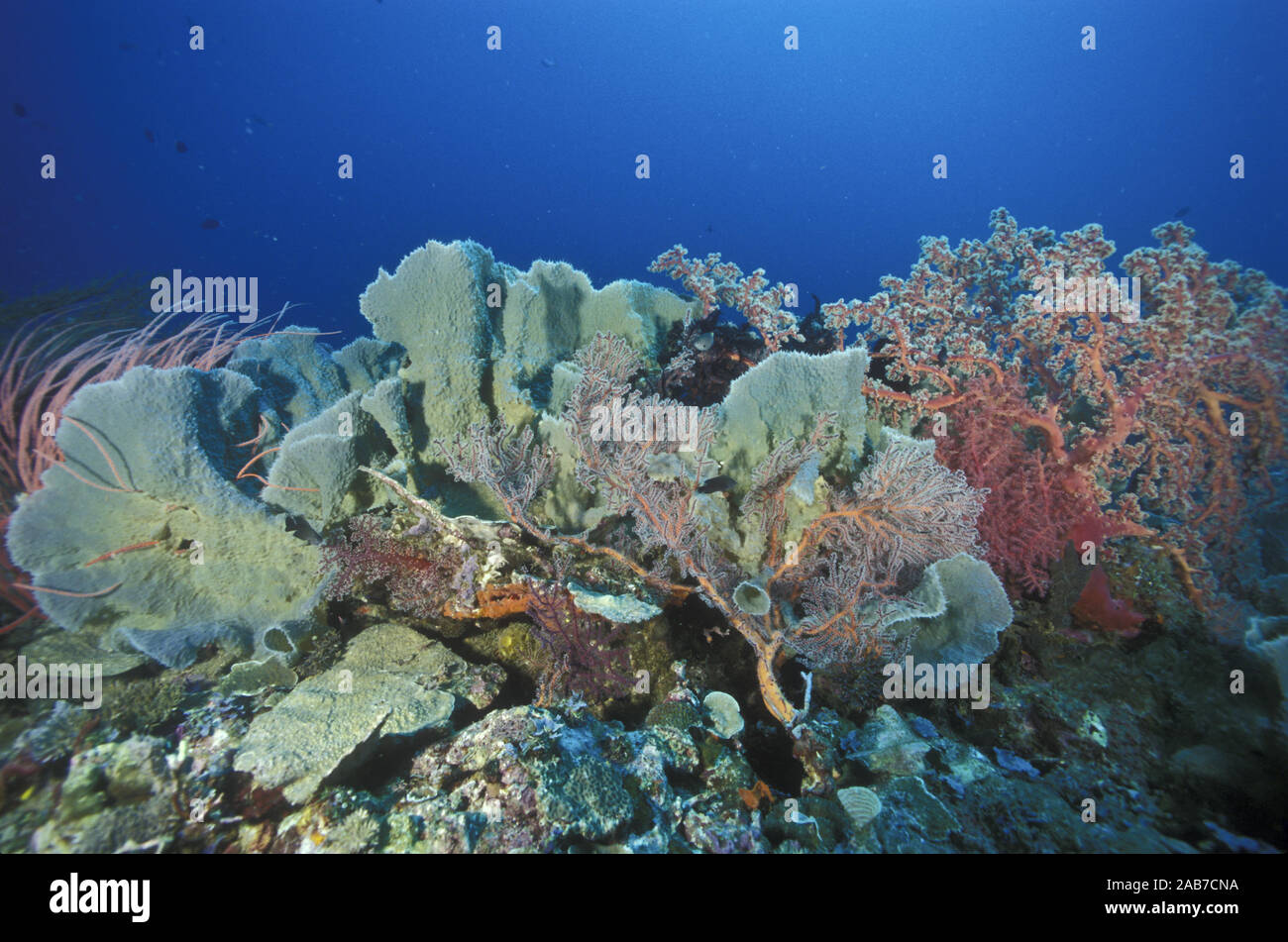 Elephant ear sponges, sea fans and sea whips on a tropical reef. Papua New Guinea Stock Photo