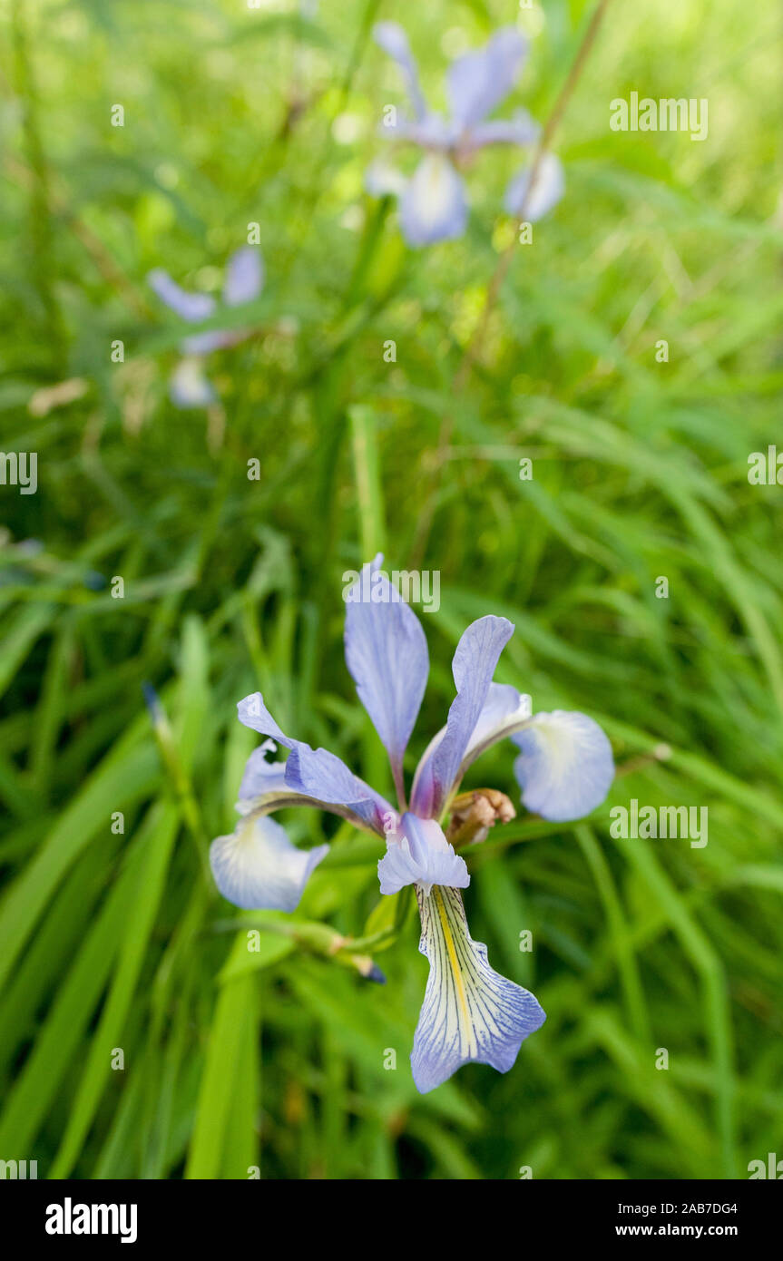 A rare Slender-leaved Iris (Iris prismatica) flowering in Pelham Bay Park, Bronx, New York, USA. Stock Photo