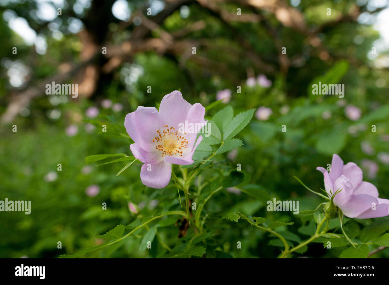 Carolina Rose (Rosa carolina) flowering in Pelham Bay Park, Bronx, New York, USA. Pink flowers. Stock Photo