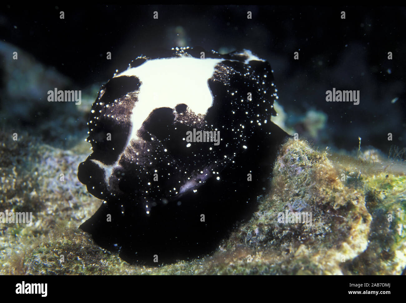 Egg cowries (Ovula ovum), showing white shells with black mantles. Solitary Island, New South Wales, Australia Stock Photo
