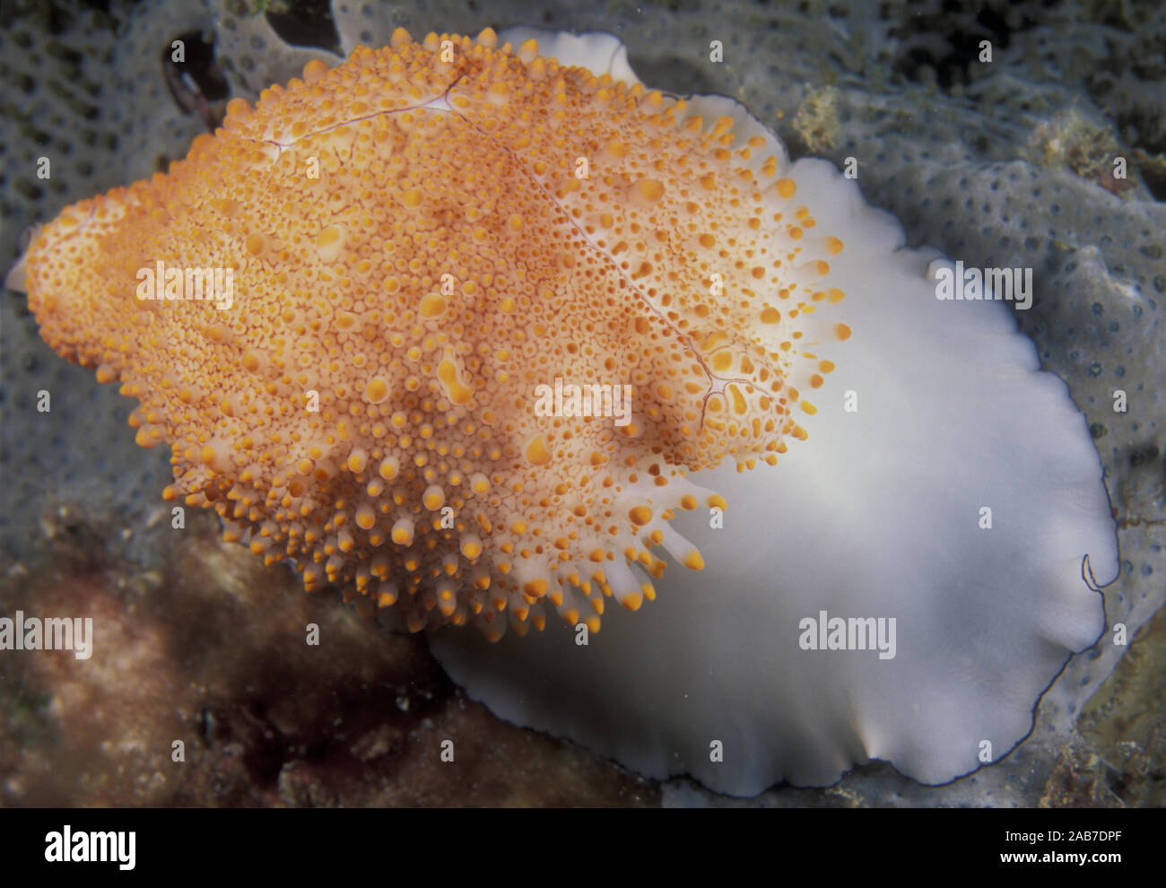 Costellate egg cowrie (Ovula costellata), an allied cowrie or ‘Egg shell’, related to cowries with thick white shell like Egg cowry (Ovula ovum). Soli Stock Photo