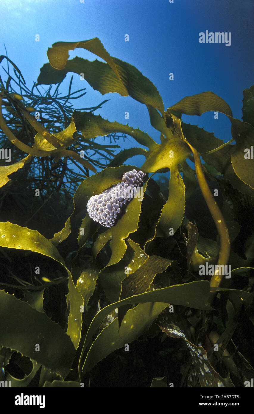 Wandering sea anemone (Phlyctenactis tuberculosa), on blades of giant kelp (Macrocystis pyrifera). Has numerous bladder-like vesicles on bulging colum Stock Photo