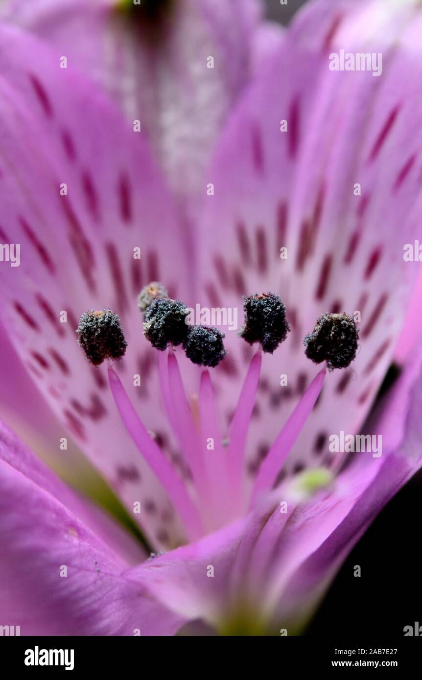 Purple Alstroemeria,Peruvian Lilly,Lilly of the incas,Alstroemeria pelegrina,Alstroemeriaceae, Stock Photo