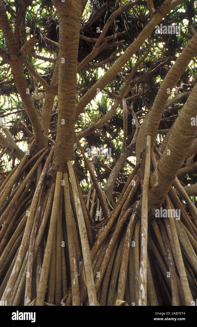 Screw pine (Pandanus tectorius), prop roots. Lady Elliott Island, Great Barrier Reef, Queensland, Australia Stock Photo