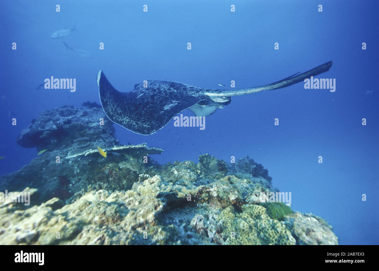 Round ribbontail ray (Taeniurops meyeni), swimming over the Twin Bombie with a cleanerfish in tow. Lady Elliott Island, Great Barrier Reef, Queensland Stock Photo