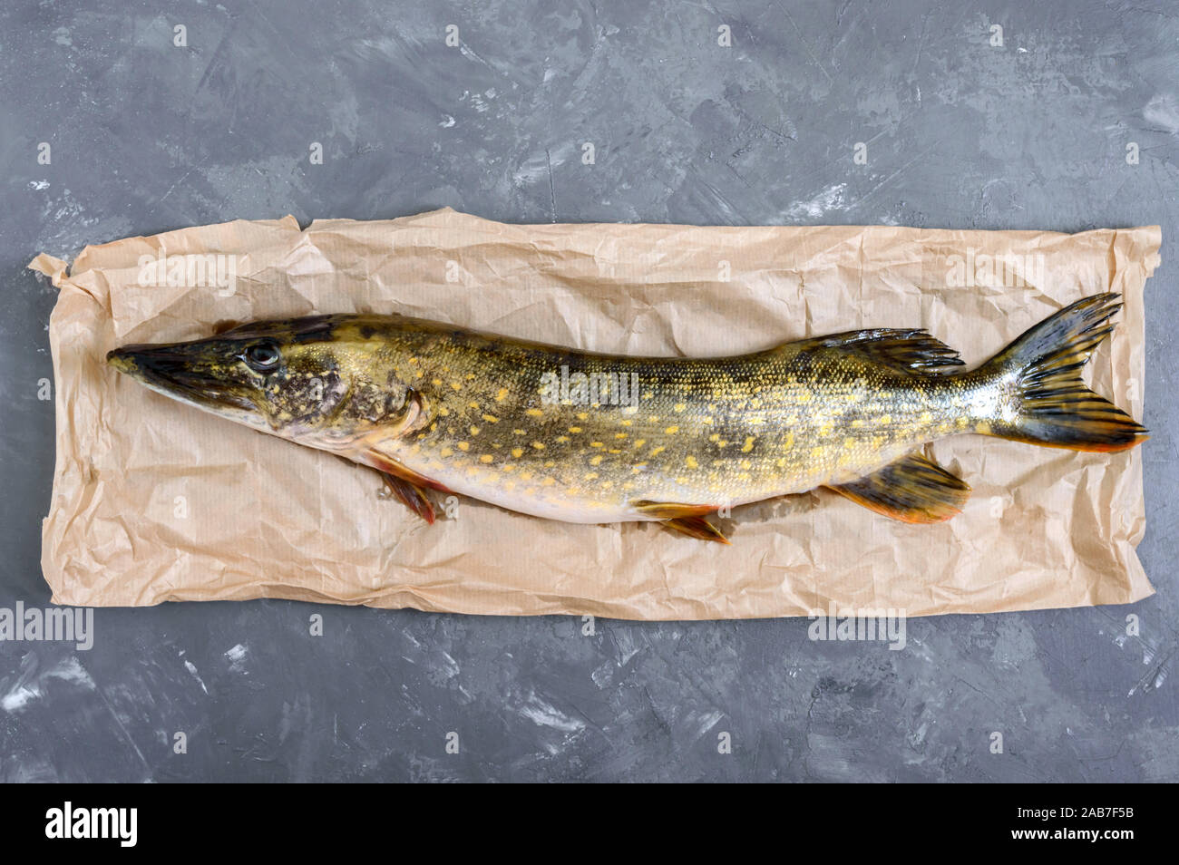Big raw pike on the table. Fresh catch. Dietary product. Top view. Ready to  cook Stock Photo - Alamy