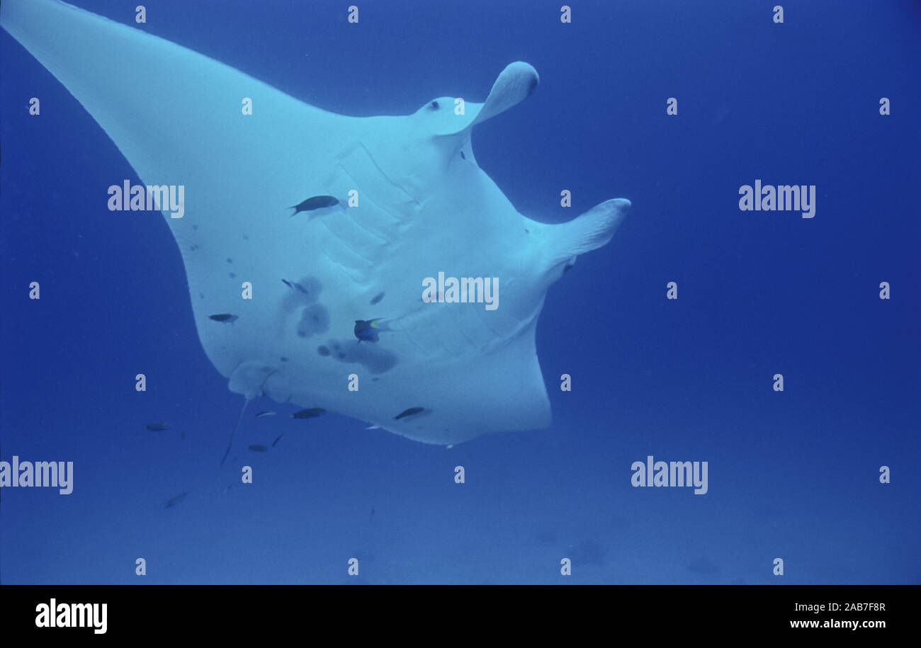 Giant manta (Manta birostris), pauses above anchor bombie as cleaner fish feed on skin parasites. Great Barrier Reef, Queensland, Australia Stock Photo