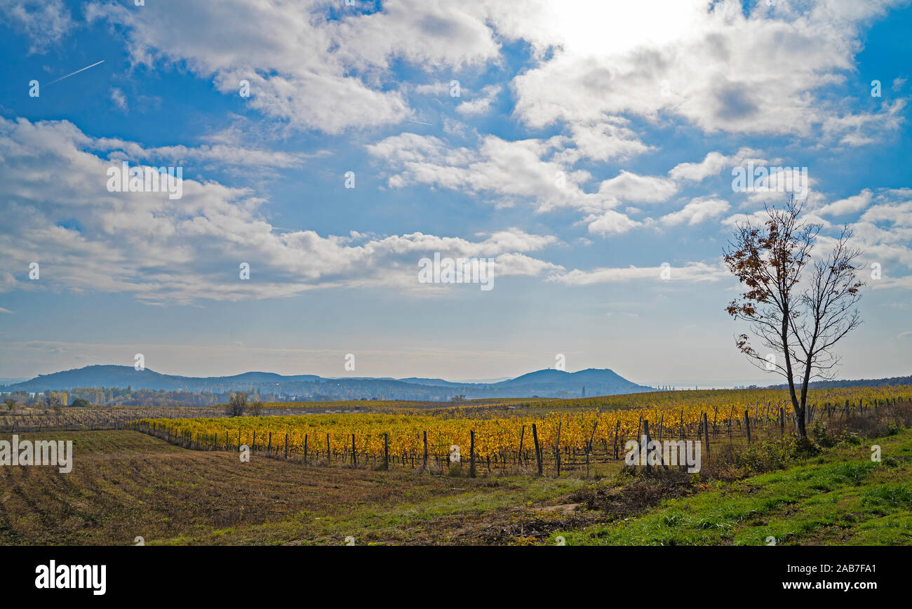 Beautiful vineyard on a hill. Mountains in the background. Cloudy blue sky. Autumn landscape. Yellow and orange vineyard. Stock Photo