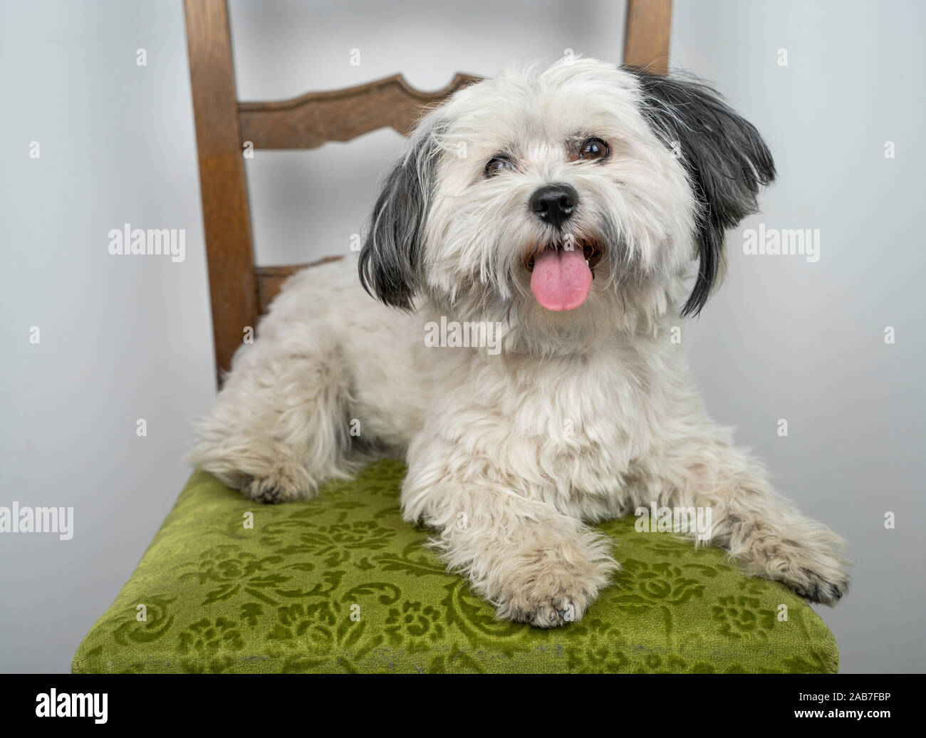 Bichon Havanese Canis Lupus Familiaris White Puppy Lying On A