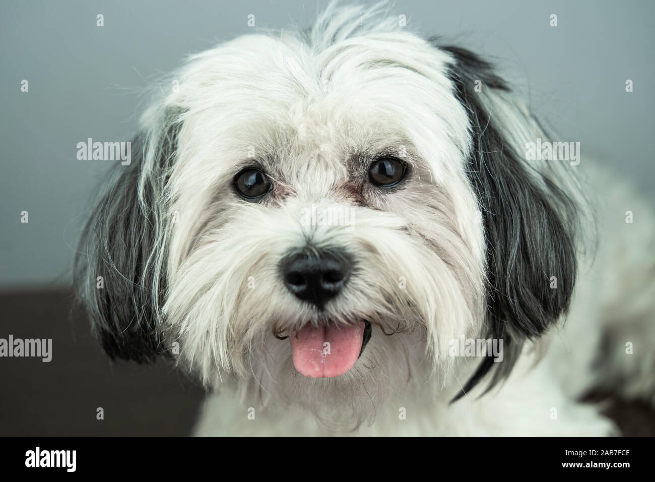 Bichon Havanese High Resolution Stock Photography And Images Alamy