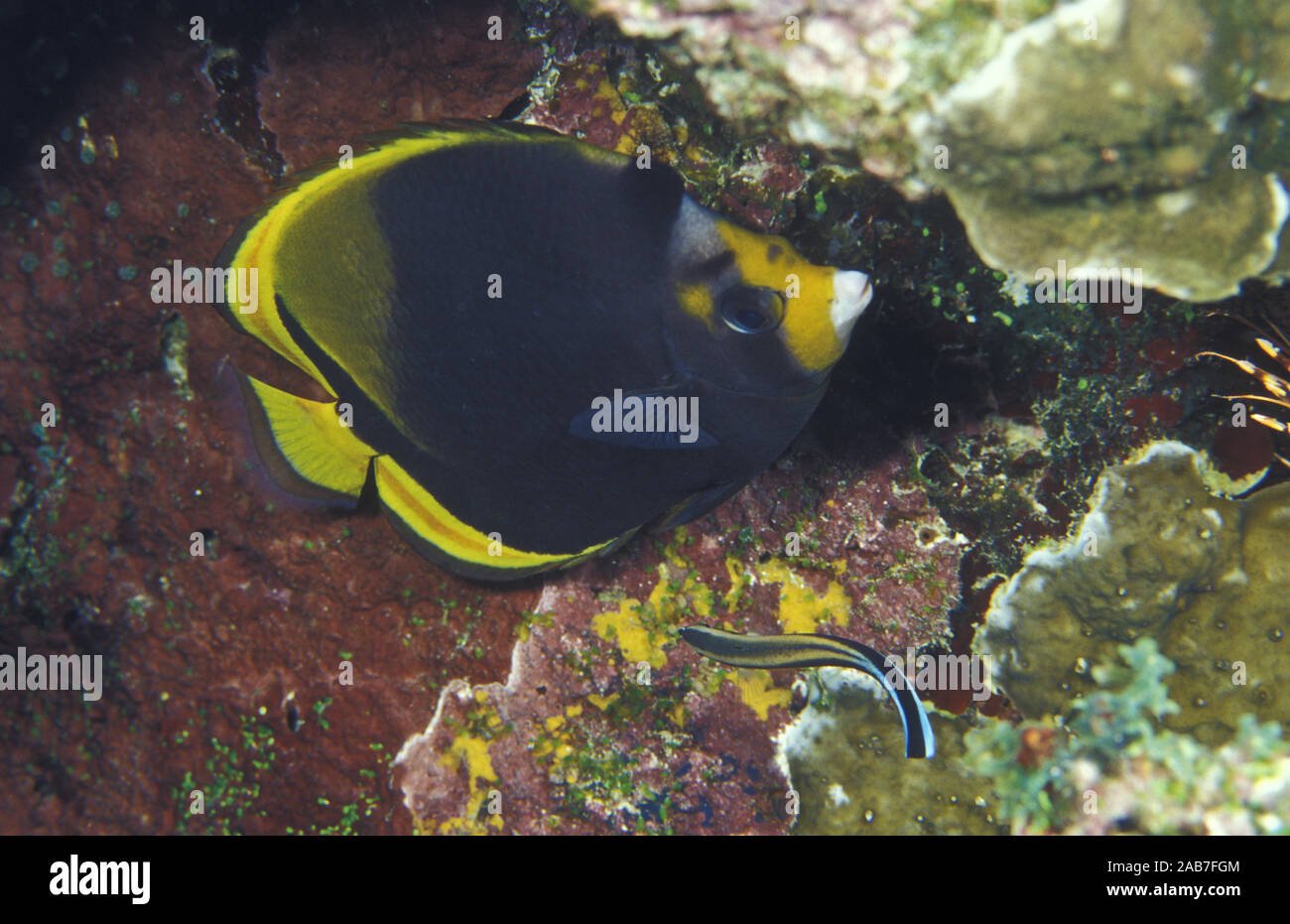 Black butterflyfish (Chaetodon flavirostris), hides in a coral crevice while Cleaner wrasse (Labroides dimidiatus) feeds on skin parasites. Lady Ellio Stock Photo