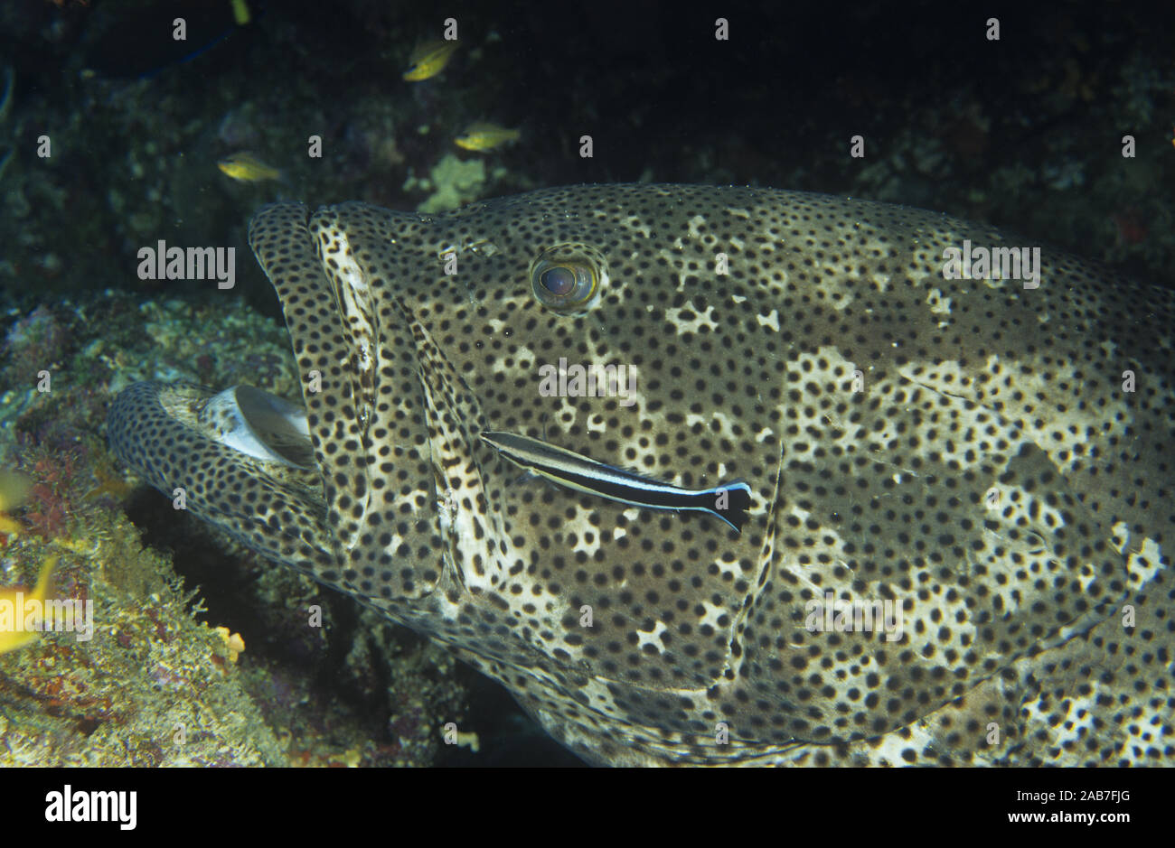 Brown-marbled grouper (Epinephelus fuscoguttatus), shy fish, photographable while cleaning fish feed on skin parasites at anchor bombie. Lady Elliott Stock Photo