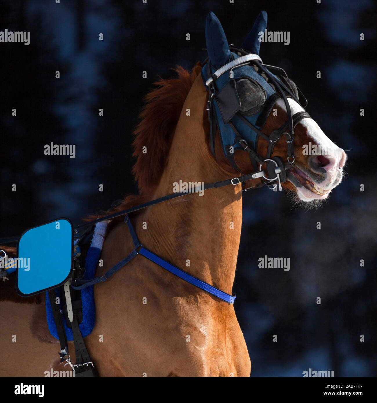 horse with winter protections - portrait Stock Photo