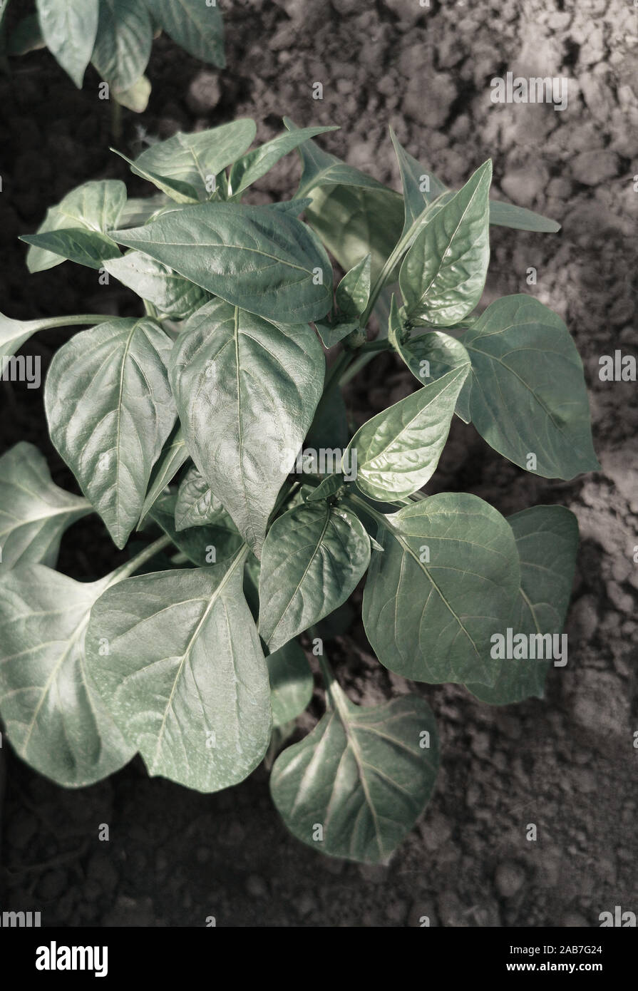 Bell peppers in garden hi-res stock photography and images - Alamy