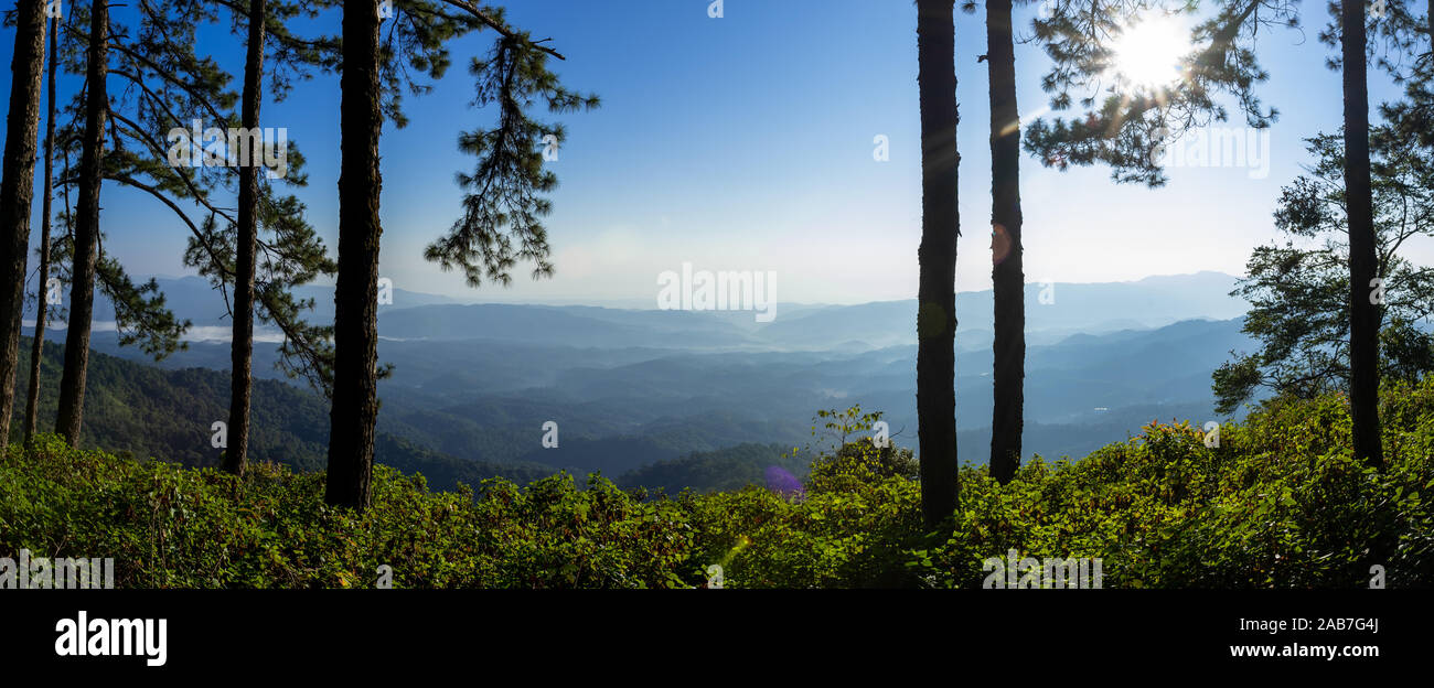 Evening pine forest - Green forest beautiful nature Stock Photo - Alamy