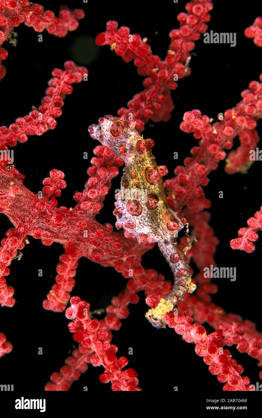 Pygmy seahorse (Hippocampus bargibanti), max 2 cms; only known to occur on Gorgonian coral Muricella. Port Moresby, Papua New Guinea Stock Photo