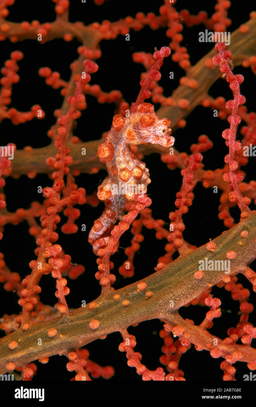 Pygmy seahorse (Hippocampus bargibanti), max 2 cms; only known to occur on Gorgonian coral Muricella spp. Northern Great Barrier Reef, Queensland, Aus Stock Photo