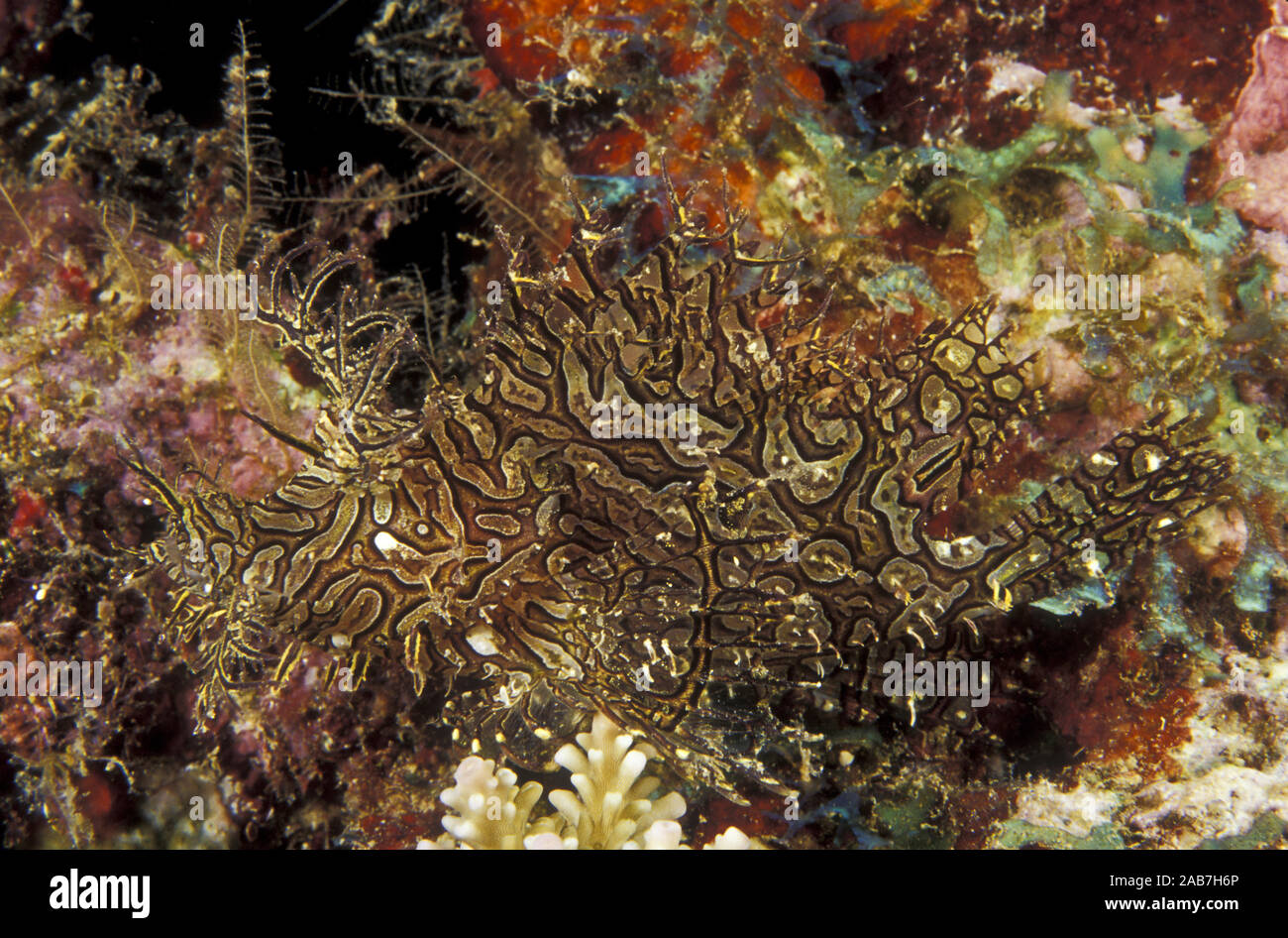 Lacy scorpionfish (Rhinopias aphanes), distinguished by numerous