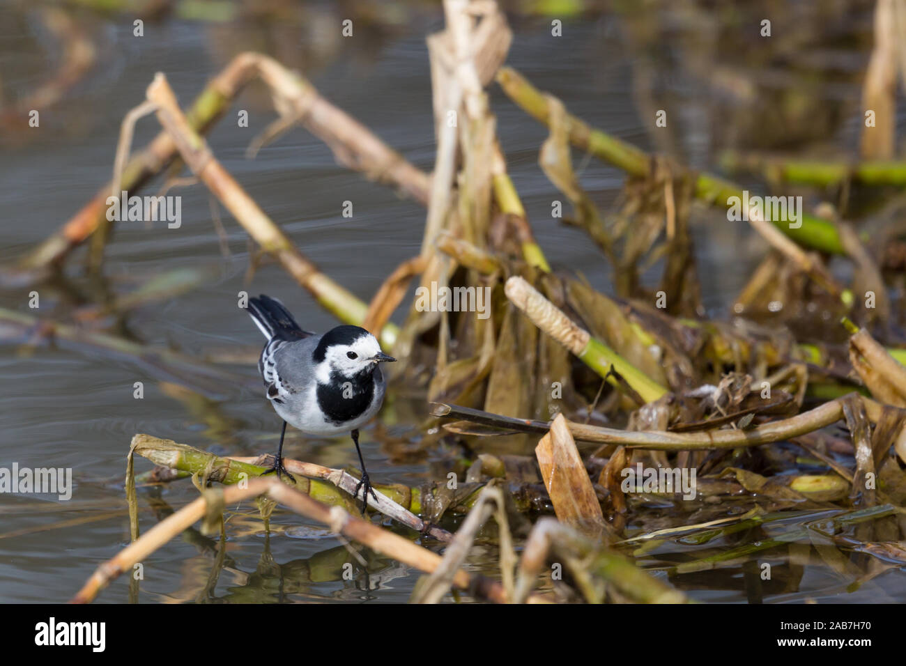 Stalk bird hires stock photography and images Alamy