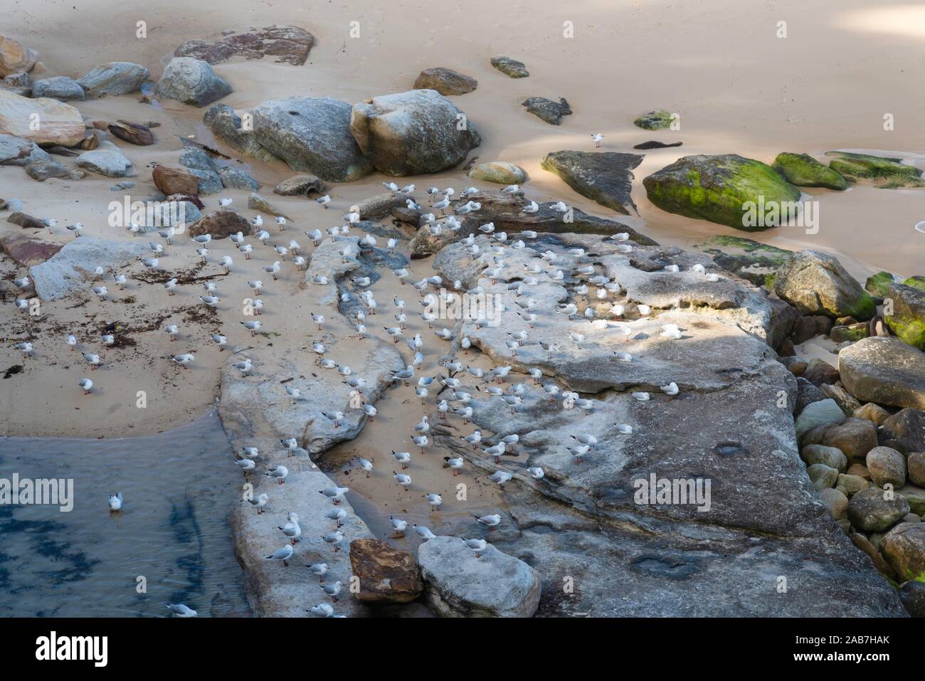 Seagulls on the beach, Bondi Beach Australia Stock Photo - Alamy
