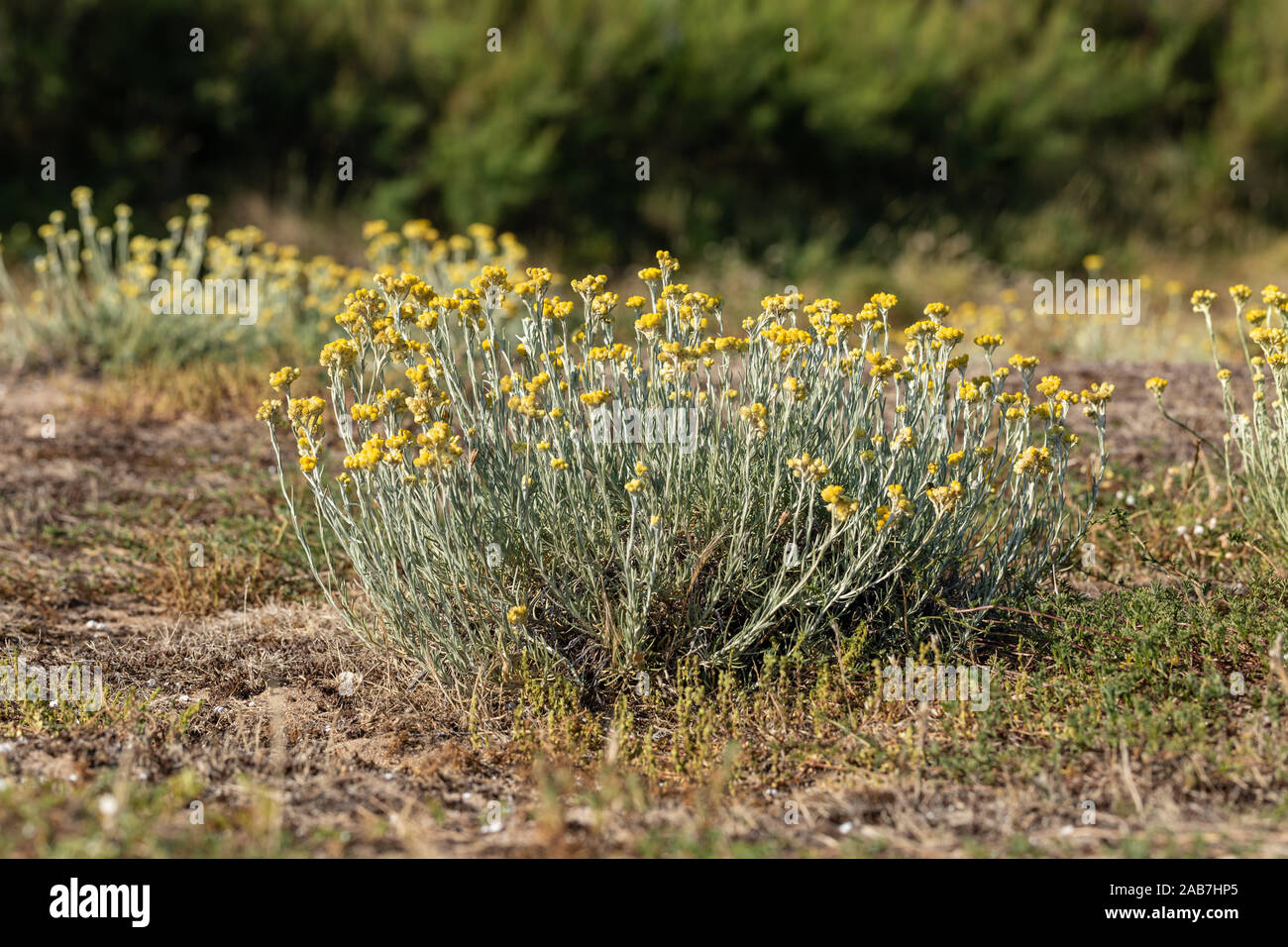 Sandy Everlasting flowers in the dunes of La Paracou (Les Sables d'Olonne, France) Stock Photo