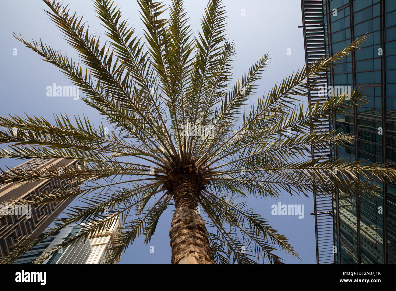 Palm Tree in Dubai's Financial District, UAE Stock Photo Alamy