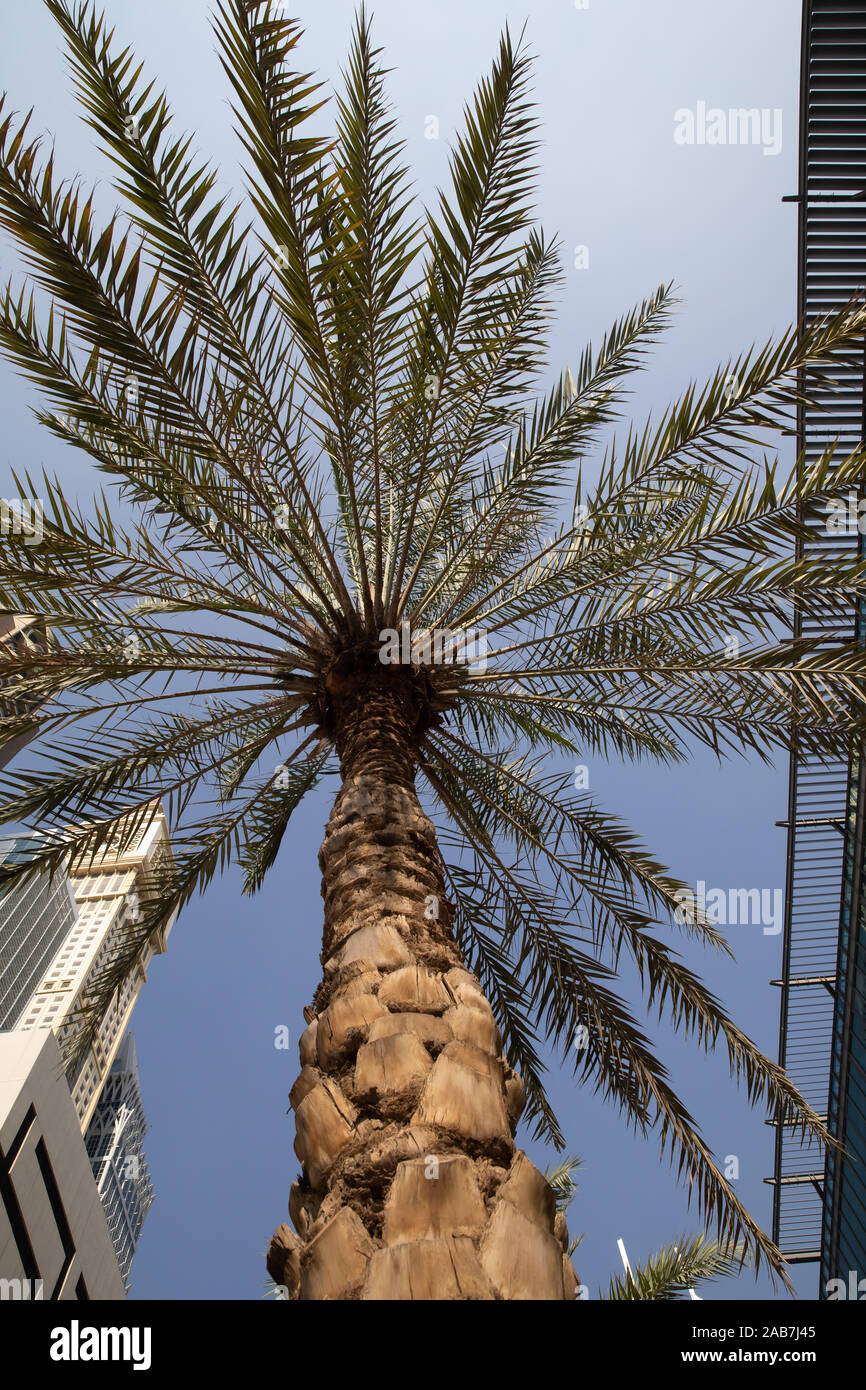 Palm Tree in Dubai's Financial District, UAE Stock Photo Alamy