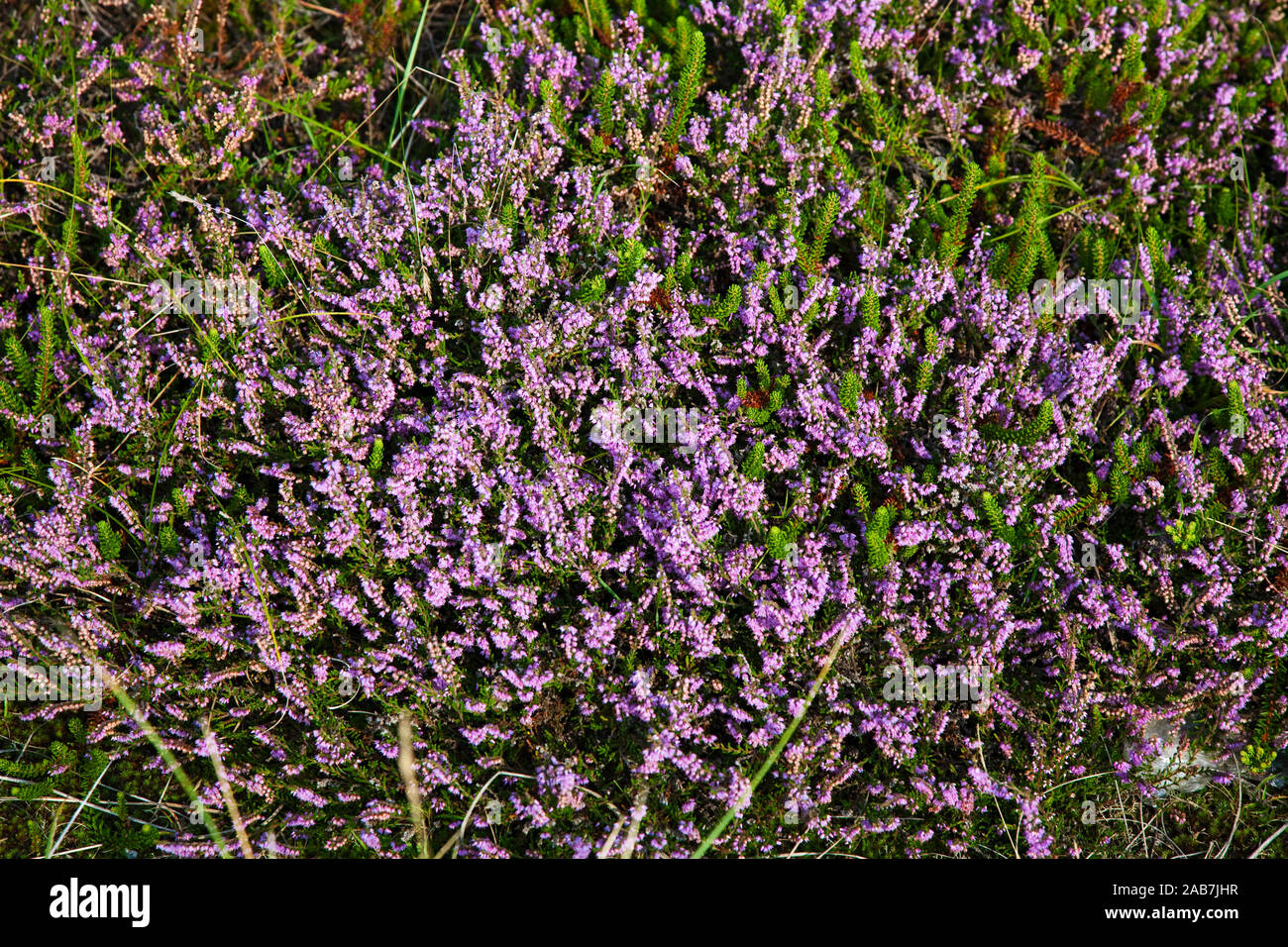 Blau bluehende Heide auf Sylt Stock Photo