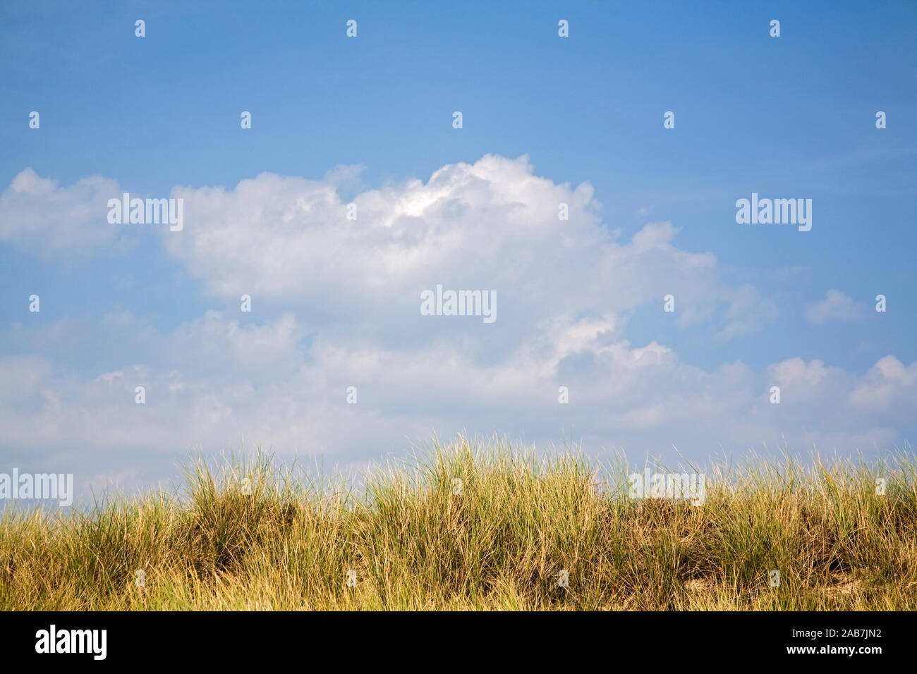 Duenengras als Schutz vor Erosion am Lister Ellenbogen auf Sylt Stock Photo