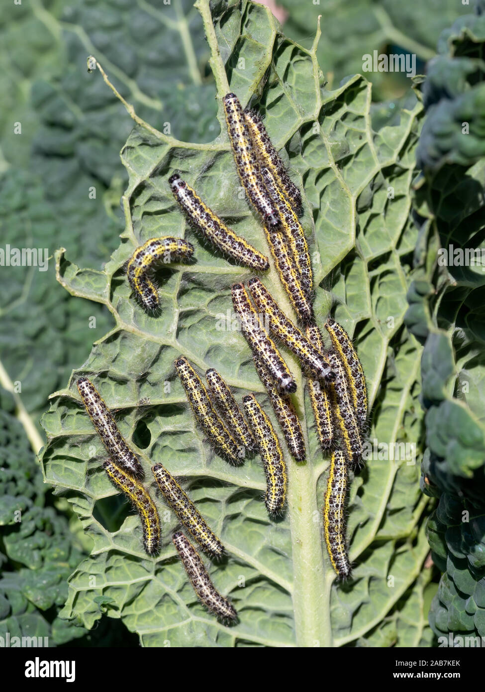 Many Pieris brassicae caterpillars - larvae of the Large Cabbage White butterfly. Stock Photo