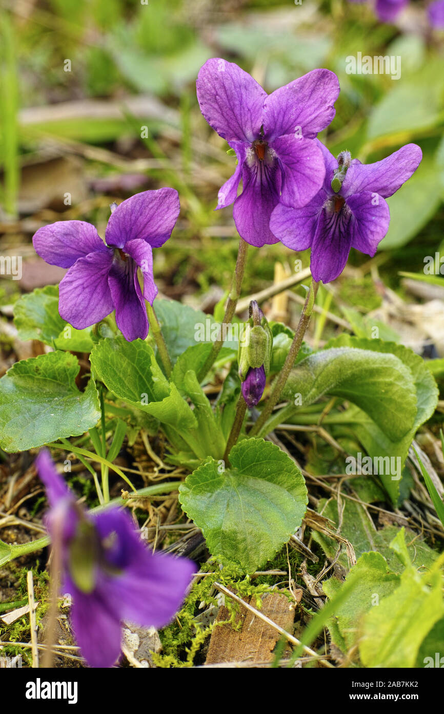 plant of sweet violet, flowers and leaves, Viola odorata Stock Photo