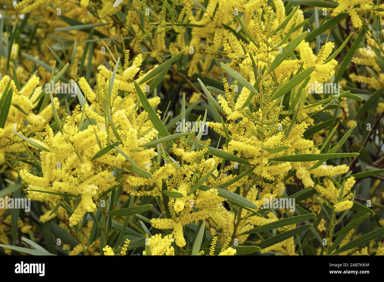 leaves and flowers of sydney golden wattle Stock Photo