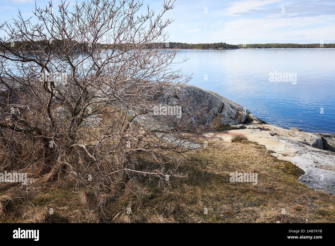 Dry bush branches and beautiful rocks on the shore of the Baltic Sea in Kassnäs, Kemiö island in Finland. Stock Photo