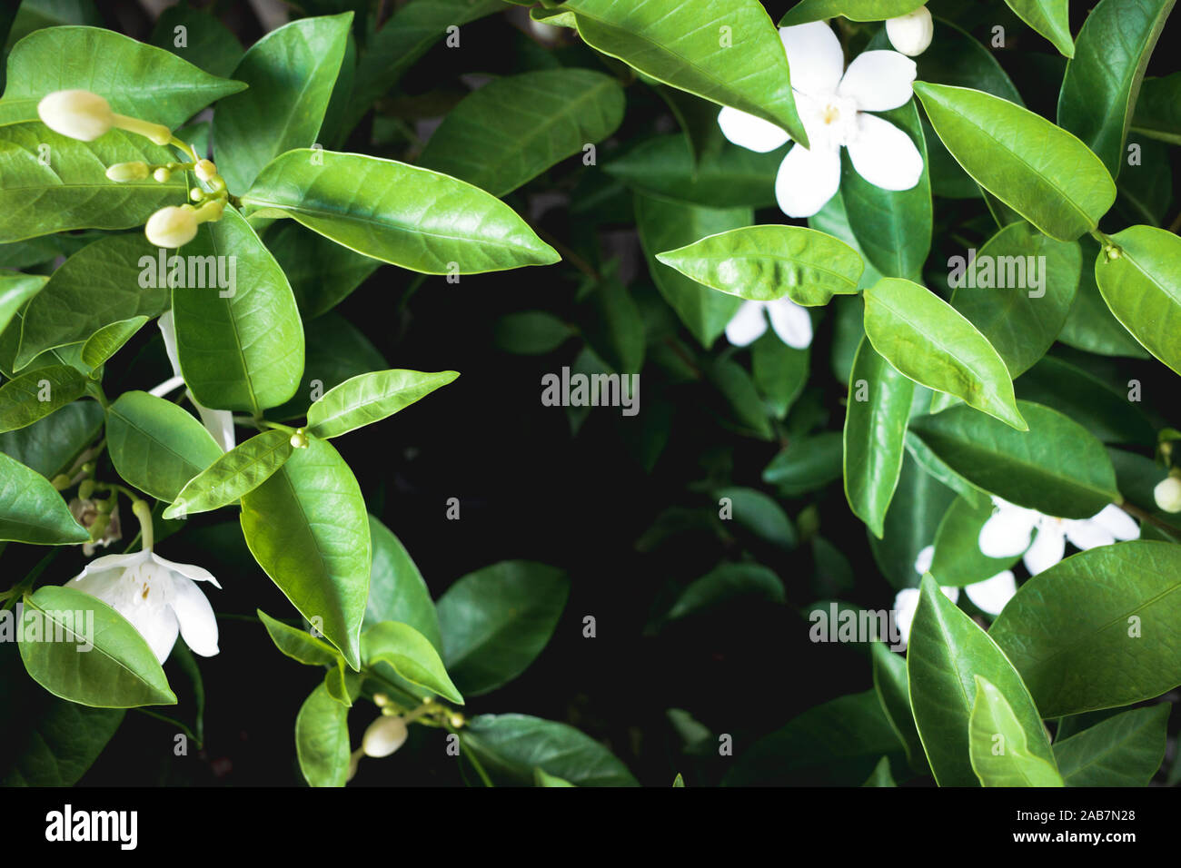 Tropical green leaves plant texture background. Stock Photo