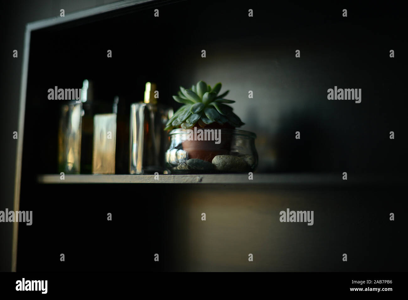 three perfume bottles and a potted succulent plant in a black shelf hanging on a black wall Stock Photo