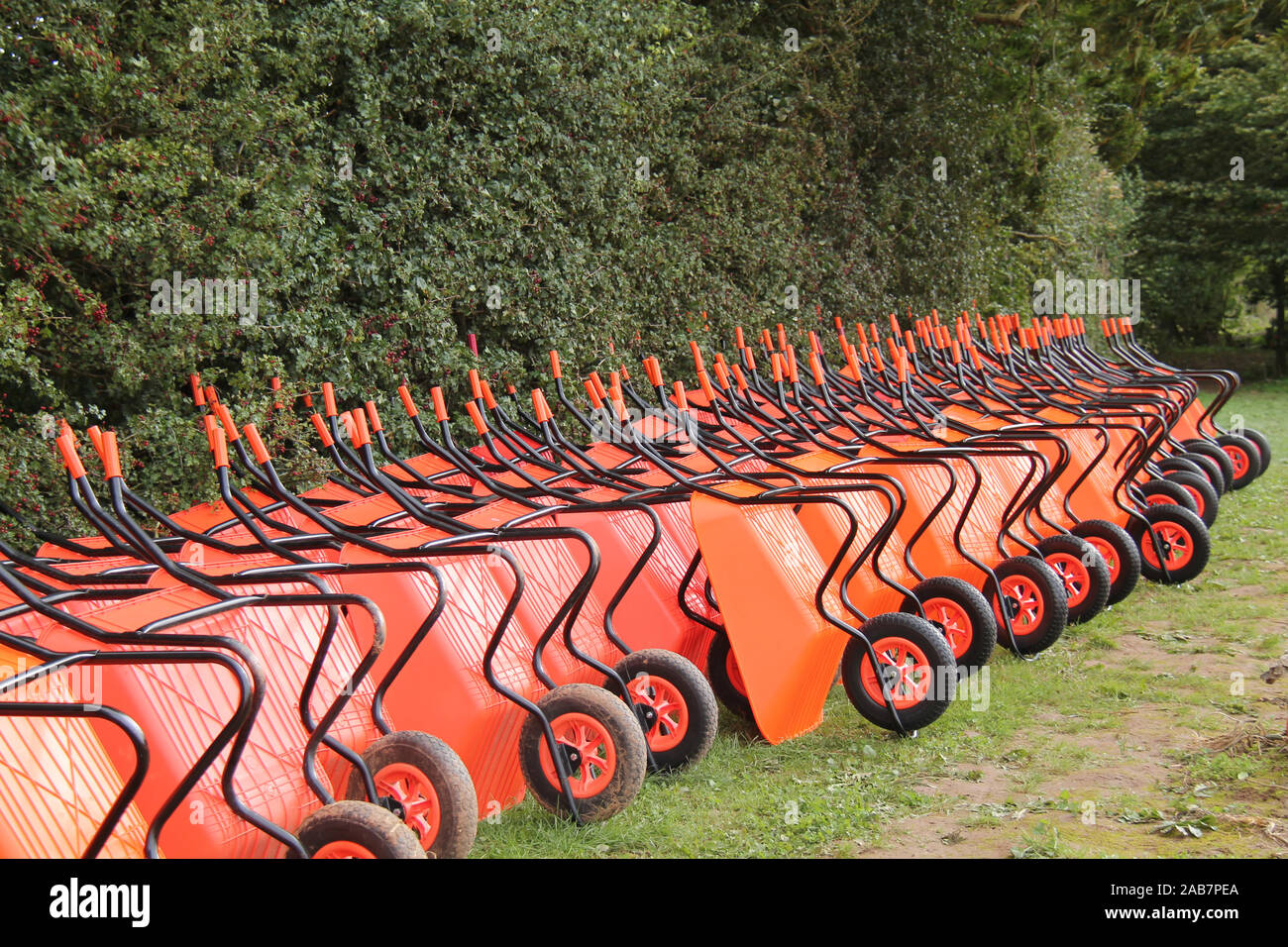 A Large Collection of Orange Plastic Wheelbarrows Stock Photo Alamy
