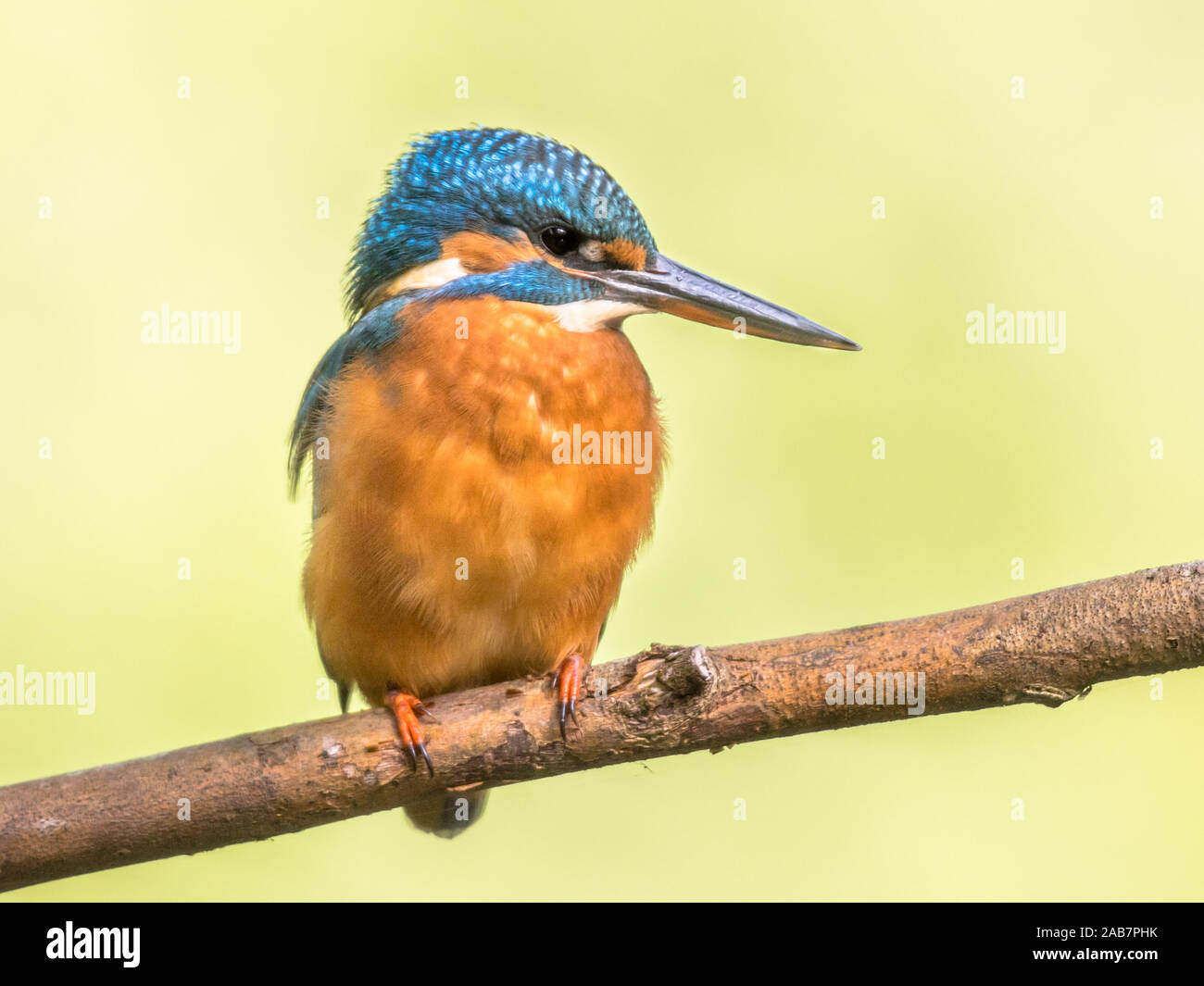 Common European Kingfisher (Alcedo atthis) perched on a stick above the river and hunting for fish. This sparrow-sized bird has the typical short-tail Stock Photo